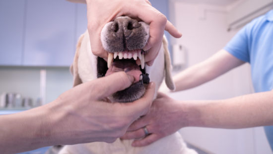 Allgemein-Hofmann_20190205-_DSC9353__05.-Februar-2019