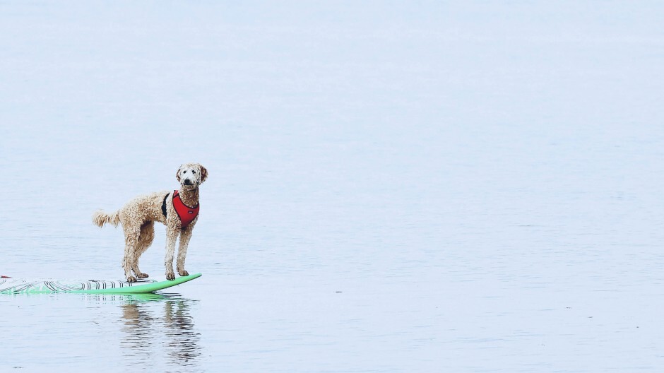 Vier pfoten fuer ein halleluja