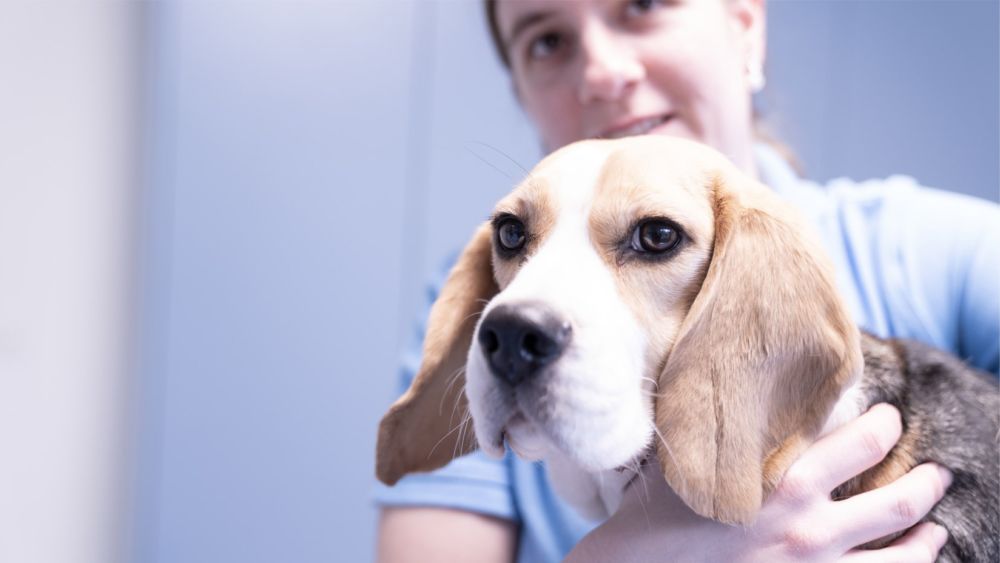 Home Animal Health Center